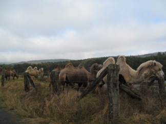 Camels on one of the farms along the way?!